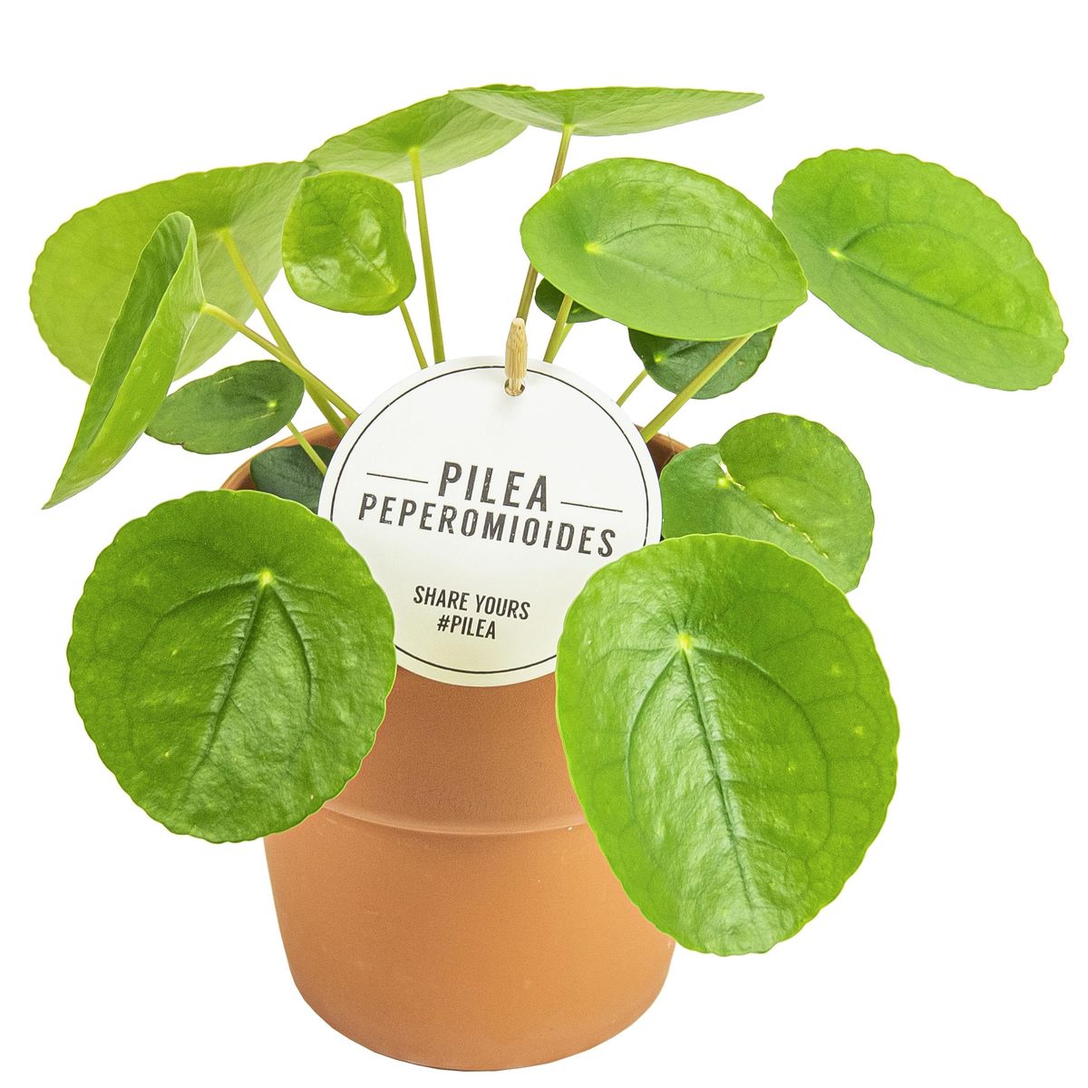 Pilea Интернет Магазин Растений