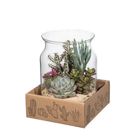 Composizione Terrarium