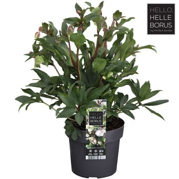 Helleborus 'Winterbells'