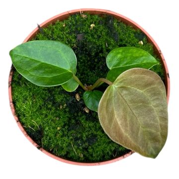 Anthurium 'Queen of Hearts'