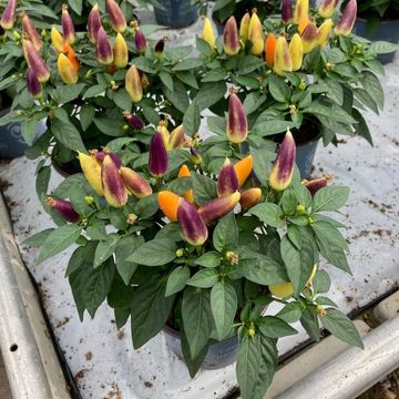 Capsicum annuum 'Salsa Purple Yellow'