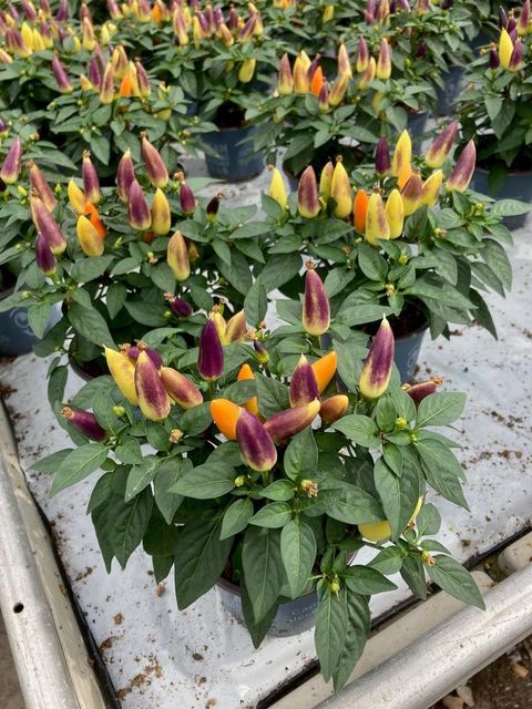 Capsicum annuum 'Salsa Purple Yellow'