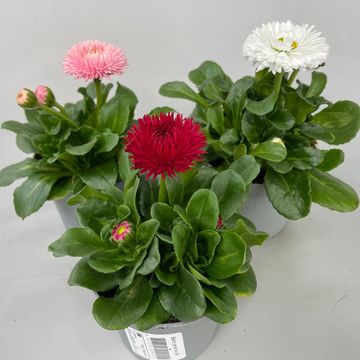 Bellis perennis ROGGLI MIX