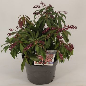 Pieris japonica GLOWING HEARTS