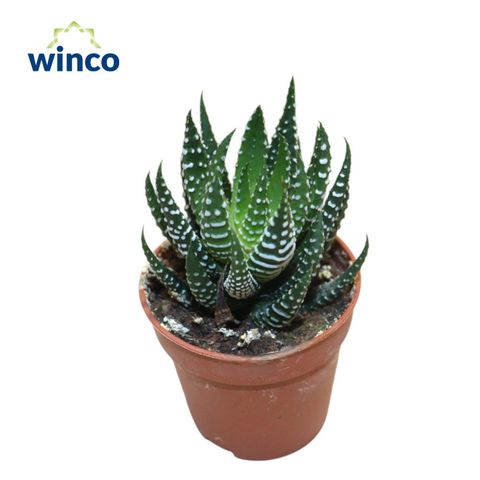 Haworthia 'Superfasciata'