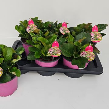 Bergenia cordifolia 'Abendkristall'