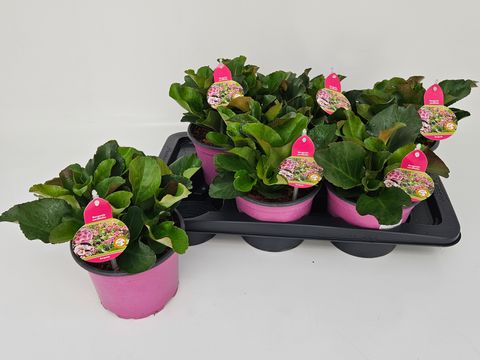 Bergenia cordifolia 'Abendkristall'