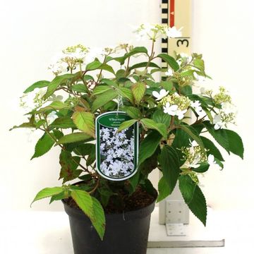 Viburnum plicatum 'Ватанабэ'