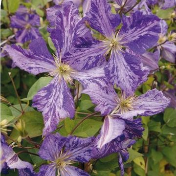 Clematis 'Tie Dye' (LL)