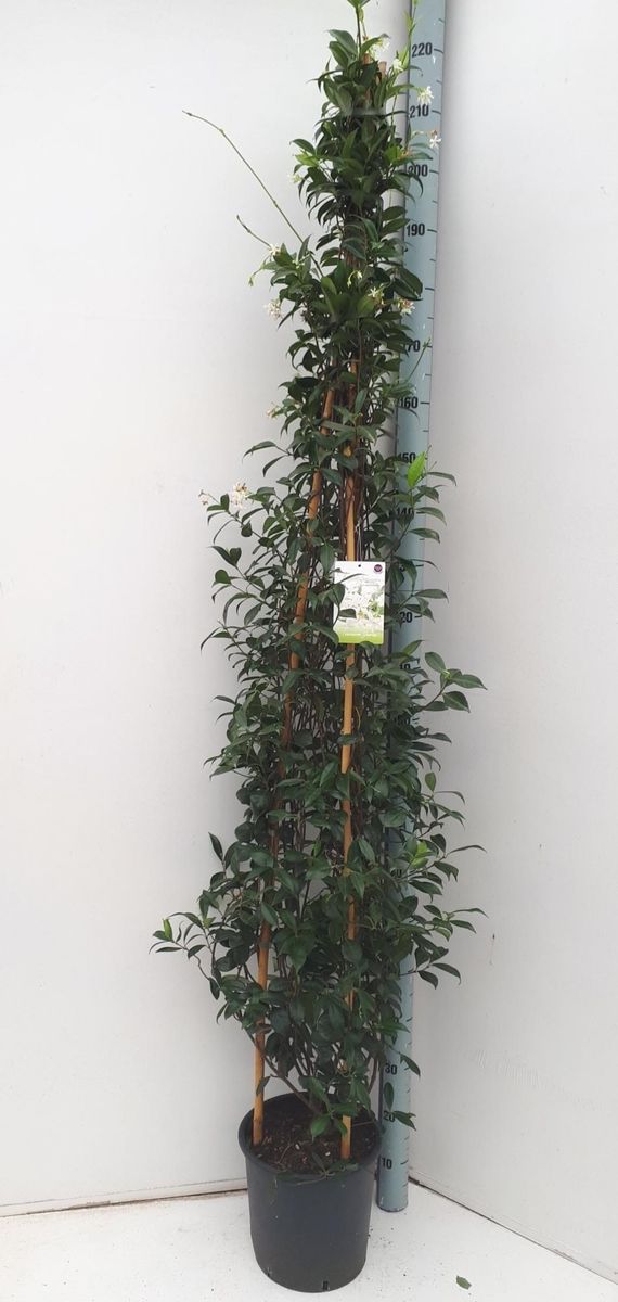 Trachelospermum jasminoides — Plant Wholesale FlorAccess