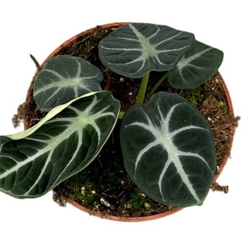 Alocasia reginula 'Ninja'