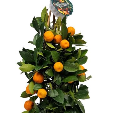 Citrus x microcarpa