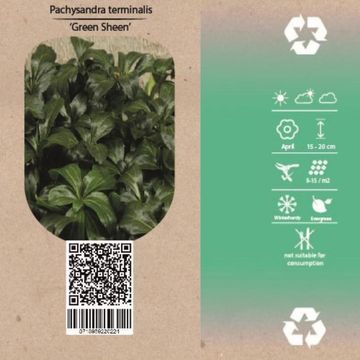 Pachysandra terminalis 'Green Sheen'