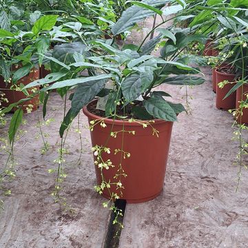 Clerodendrum smithianum