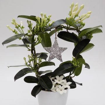 Arranjo Stephanotis