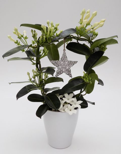 Aranżacja Stephanotis