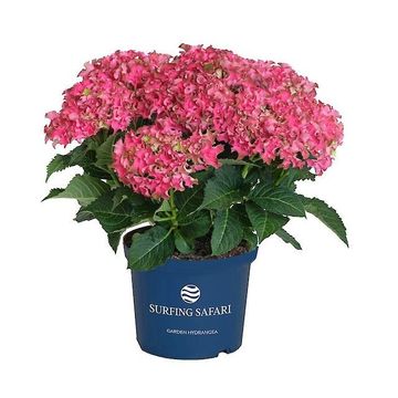Гидрангея крупнолистная SURFING SAFARI BAYVIEW