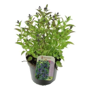 Nepeta subsessilis 'Purple Prelude'