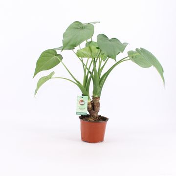 Alocasia cucullata