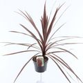 Cordyline australis 'Red Star'