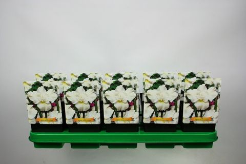 Iris 'Swans in Flight'