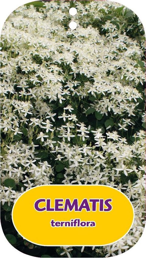 Clematis terniflora (F)