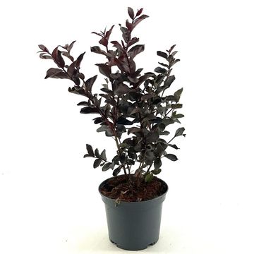 Lagerstroemia indica LAVENDER LACE