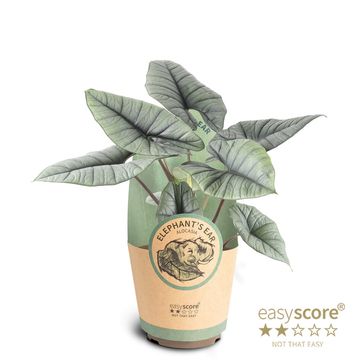 Alocasia 'Platinum'