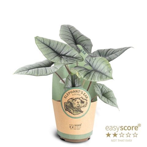 Alocasia 'Platinum'