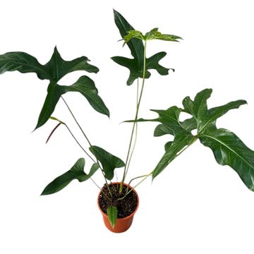 Anthurium pedatum