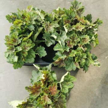 Heuchera americana