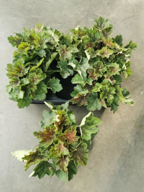 Heuchera americana
