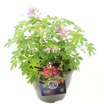 Cleome 'Clio Magenta'