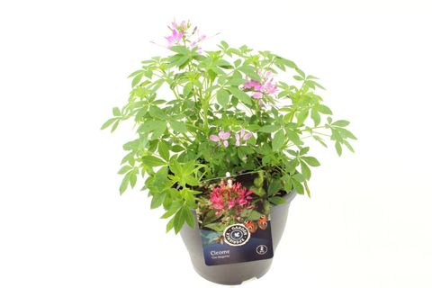 Cleome 'Clio Magenta'