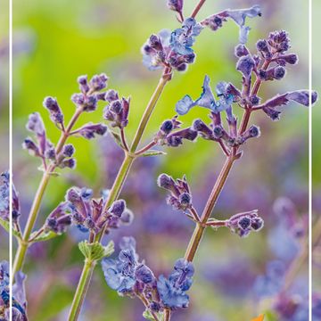 Nepeta x faassenii