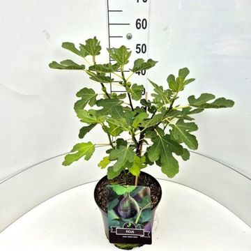 Ficus carica 'Brown Turkey'