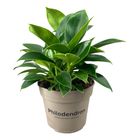 Filodendro 'Green Princess'