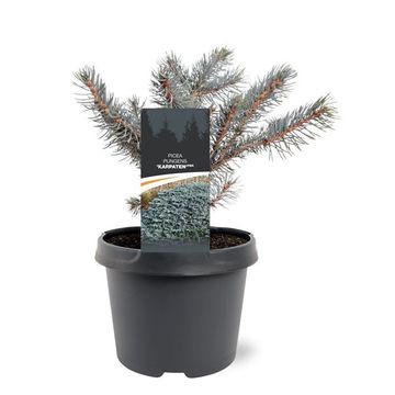 Picea pungens 'Karpaten'