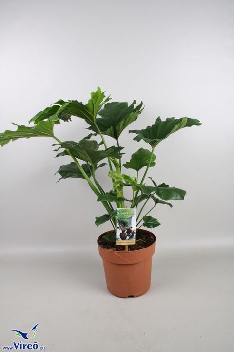 Philodendron 'Hope'