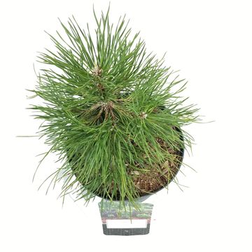 Pinus sylvestris 'Moseri'