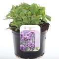 Verbena bonariensis