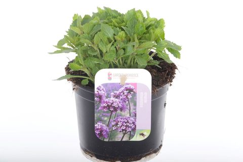 Verbena bonariensis