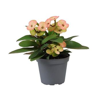 Euphorbia 'Hera'