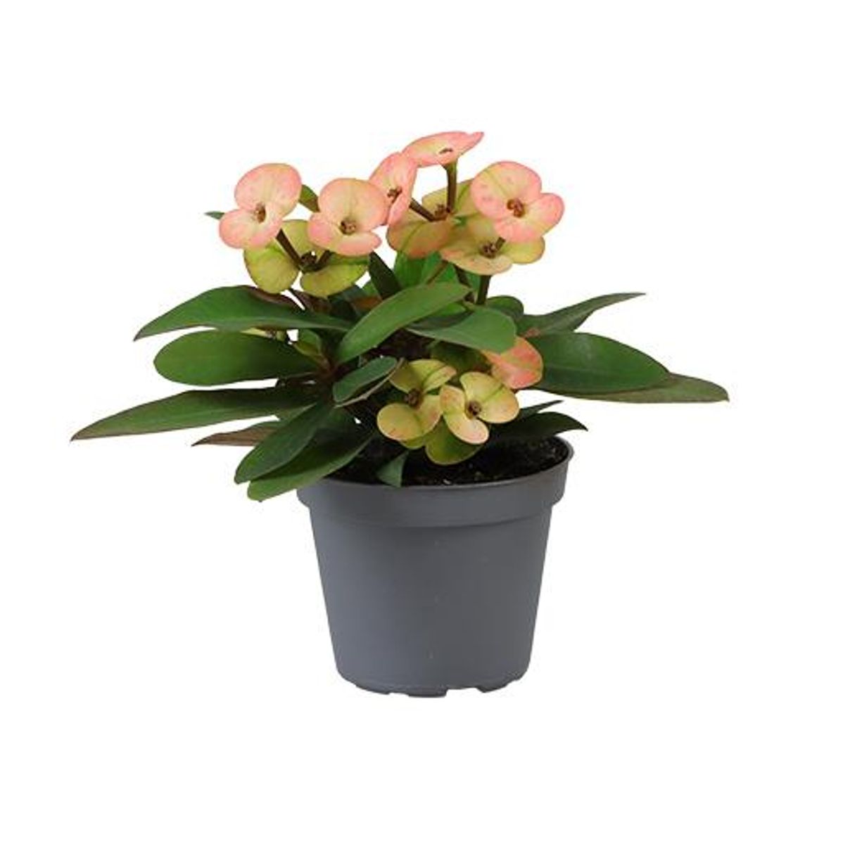 Euphorbia 'Hera' — Plant Wholesale FlorAccess