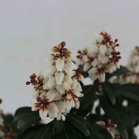 Pieris japonica 'Bonfire'