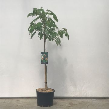 Albizia julibrissin