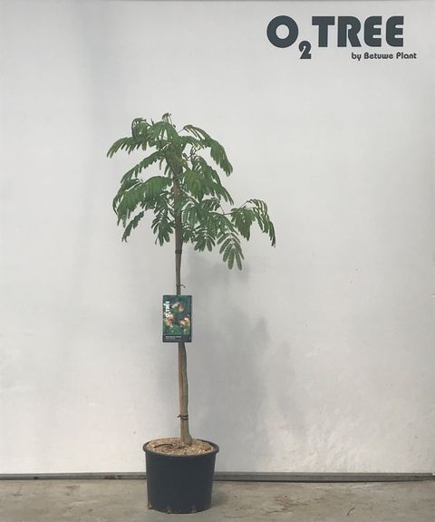 Albizia julibrissin