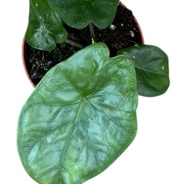 Alocasia heterophylla 'Corazon'