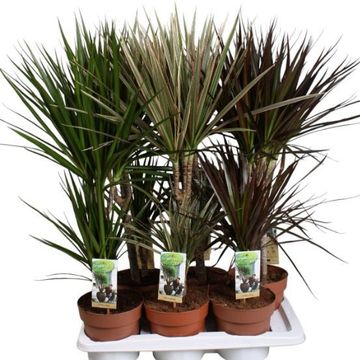Dracaena MIX
