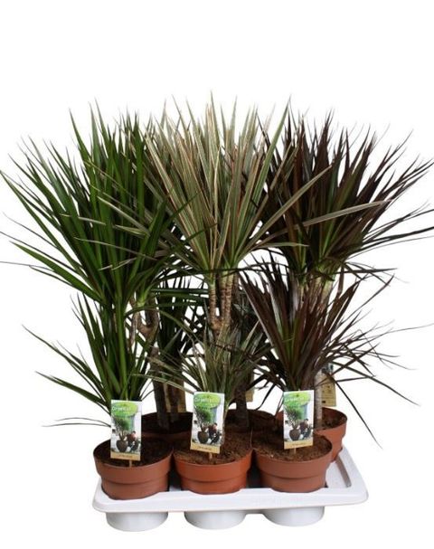 Dracaena MIX